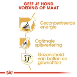 Royal Canin Great Dane Adult - Hondenvoer -Honden Benodigdheden royal canin great dane adult hondenvoer 139018 1000 none