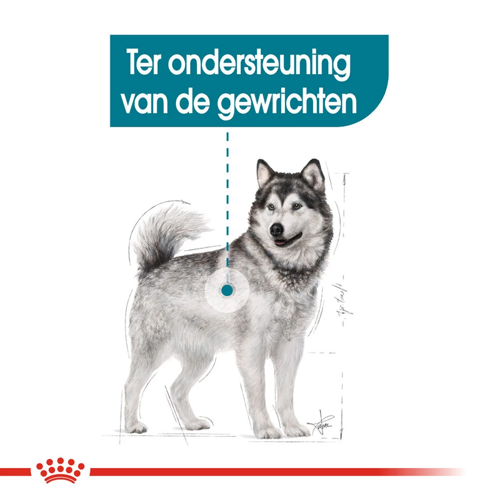 Royal Canin Maxi Joint Care - Hondenvoer 7 Royal Canin Maxi Joint Care - Hondenvoer - Afbeelding 5