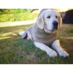 Siccaro WetDog SupremePro 2.0 -Honden Benodigdheden siccaro wetdog supremepro 20 216998 2000 none