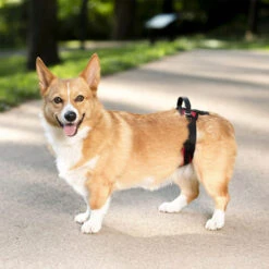 PetSafe Carelift - Draagsysteem Voor De Hond 31 PetSafe Carelift - Draagsysteem Voor De Hond -Honden Benodigdheden solvit carelift draagsysteem voor de hond 163711 0500 none