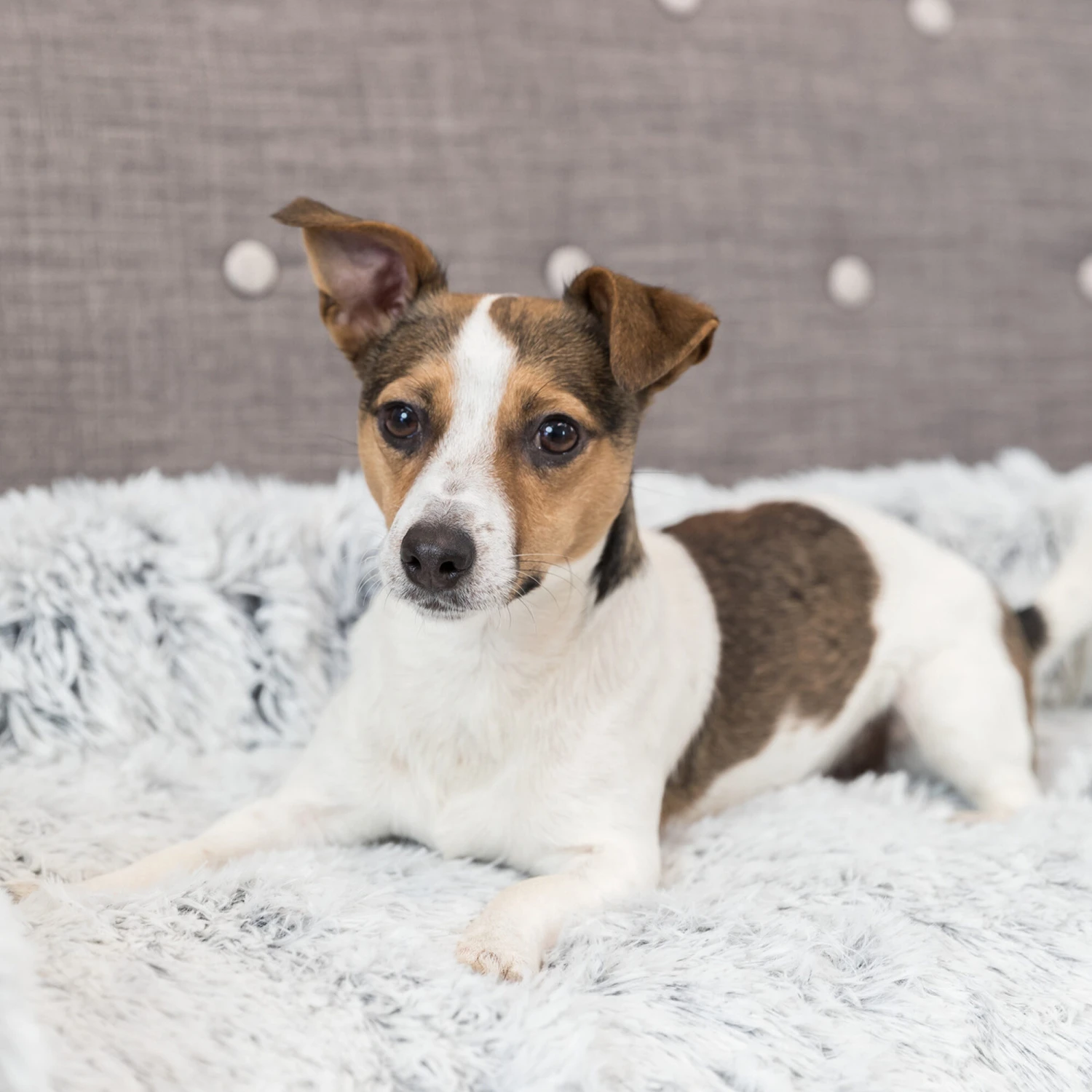 Trixie Bekleding-Beschermdeken Harvey 7 Trixie Bekleding-Beschermdeken Harvey - Afbeelding 5