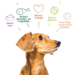 Yarrah - Paté Hond Kuipje Met Kip En Kalkoen Bio -Honden Benodigdheden yarrah pat hond kuipje met kip en kalkoen bio 199013 1000 none