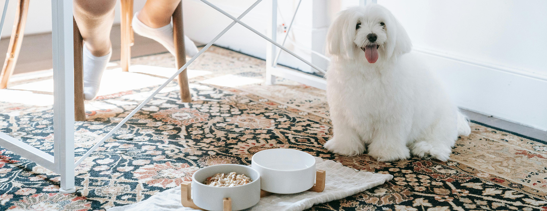 Honden Benodigdheden 3 Honden Benodigdheden -Honden Benodigdheden pexels katya wolf 9428284