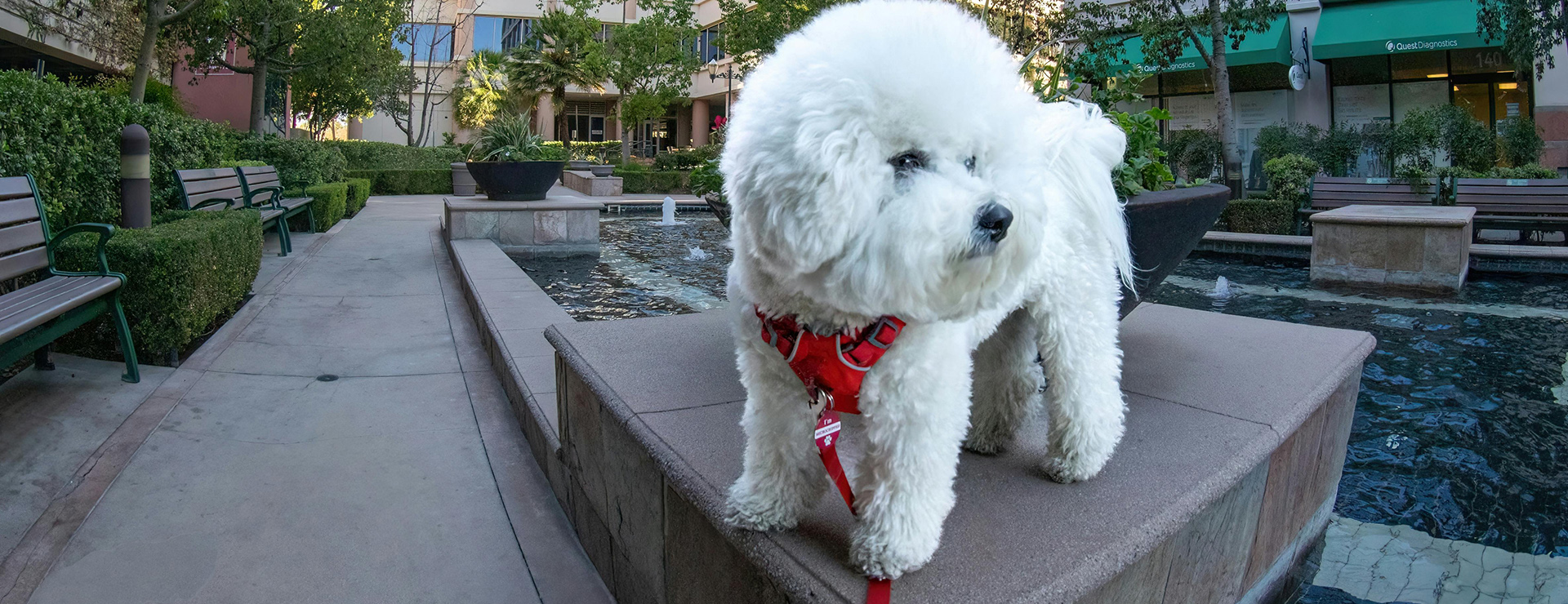 Honden Benodigdheden 1 Honden Benodigdheden -Honden Benodigdheden pexels ninobur 14462023